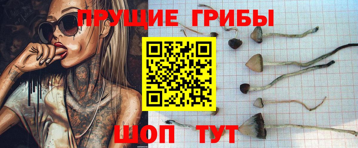 Псилоцибиновые грибы Cubensis Зима